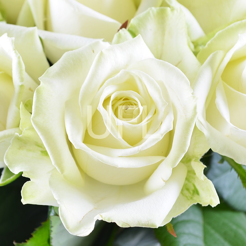 Диамант - Бизнес букет - Розы белые 25 шт Диамант - Бизнес букет - Розы белые 25 шт