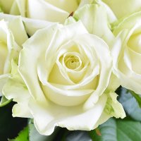 Диамант - Бизнес букет - Розы белые 25 шт Геттисбург