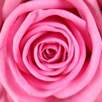 Быть с тобой 25 розовых роз Мэидстоун
