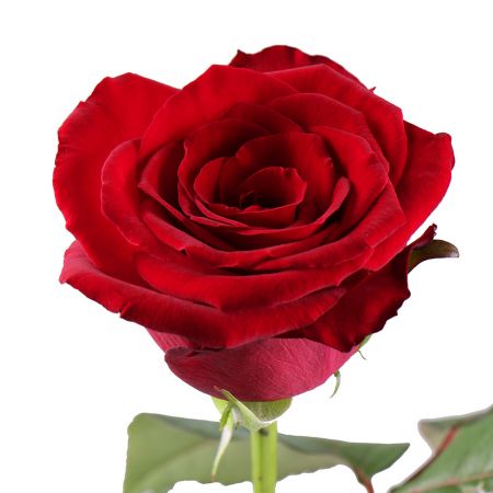 Поштучно червоні троянди 70 см Поштучно червоні троянди 70 см