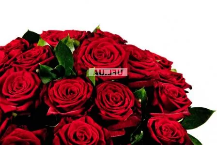 Pomo! Red roses by the piece
