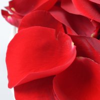  Bouquet Rose Petals Kalysh
                            
