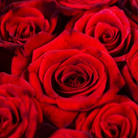 Rose heart (145 roses) Rose heart (145 roses)