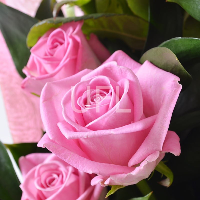13 Pink roses