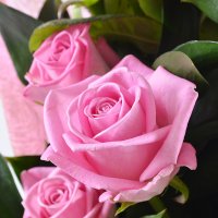 13 рожевих троянд Новоселки