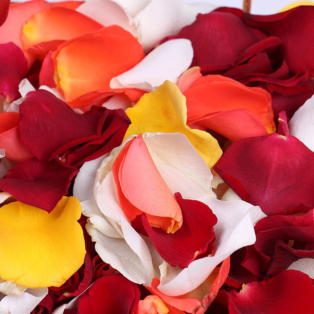 Multi-colored rose petals Multi-colored rose petals