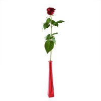 Single red rose Odessa