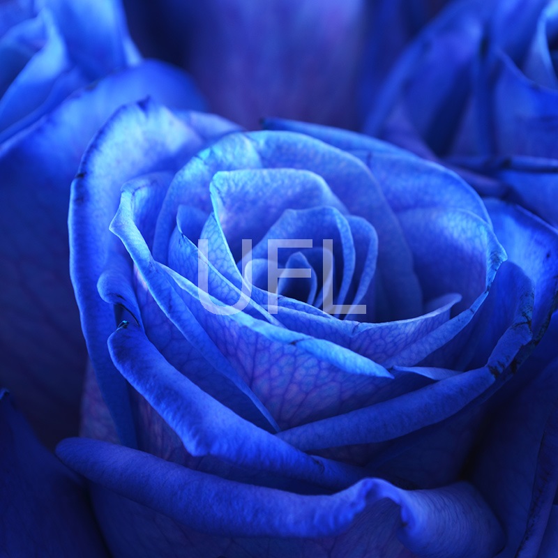Meta - Синие розы Meta - Синие розы