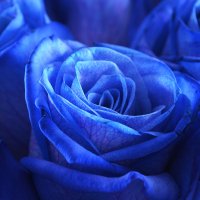 Blue roses Mystic Miami