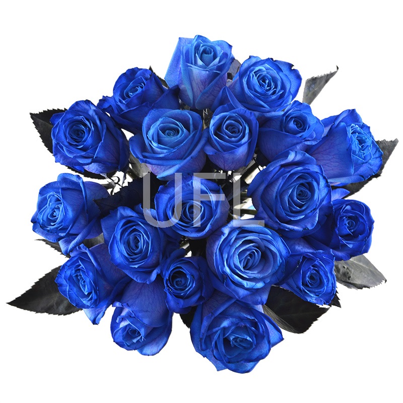 Blue roses Mystic Blue roses Mystic