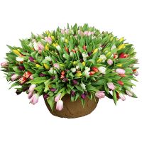  Bouquet  501 tulip Wuhan
														