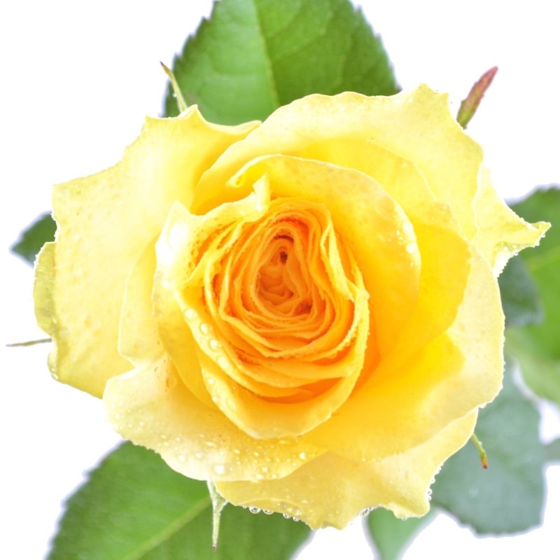 Квіти поштучно жовті троянди Київ