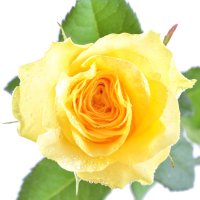 Квіти поштучно жовті троянди Нова Калфа