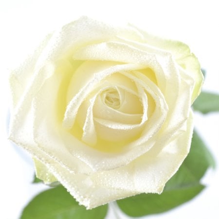 Цветы поштучно белые розы Дельтона