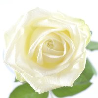 Квіти поштучно білі троянди Вараш