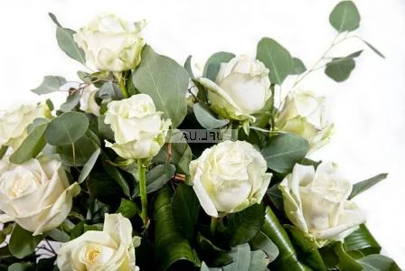 Цветы поштучно белые розы Цветы поштучно белые розы