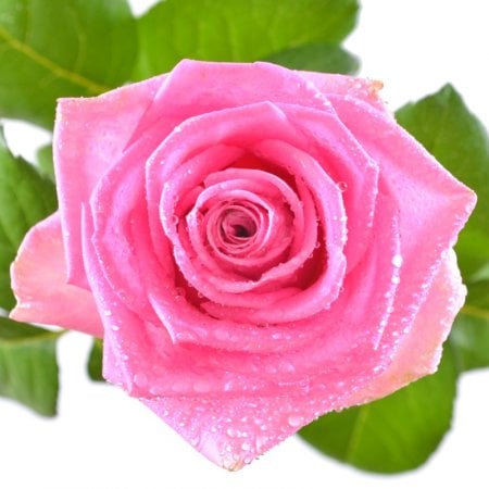 Квіти поштучно рожеві троянди Бад-Кройцнах