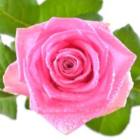Квіти поштучно рожеві троянди Агверан