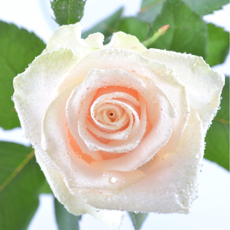Поштучно кремові троянди Гютерсло