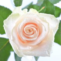 Поштучно кремові троянди Червоний Лиман