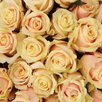 Cream roses by the piece Novaya_odessa