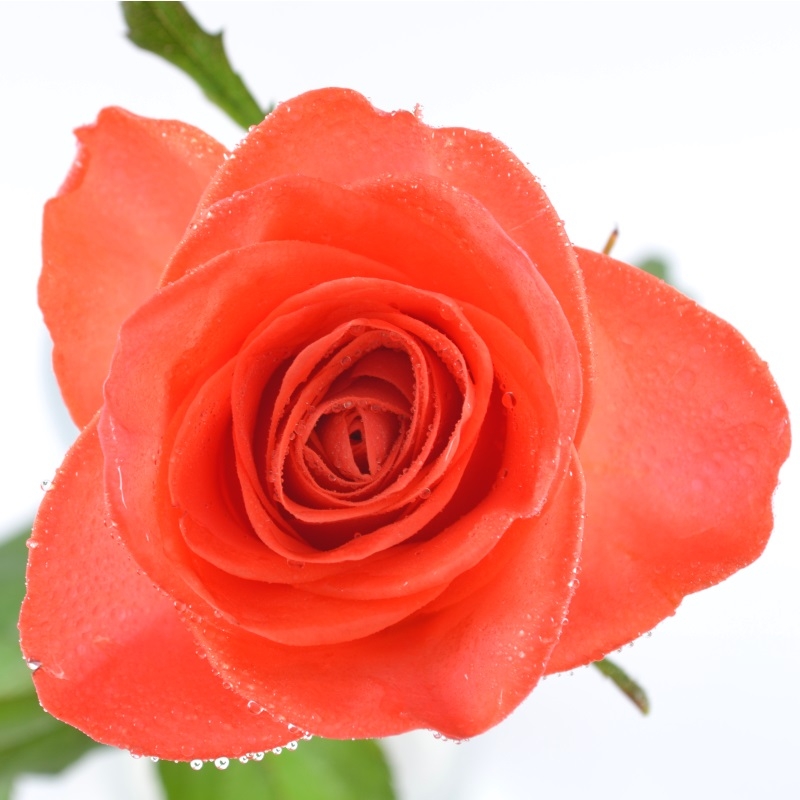  Букет Помаранчеві троянди
													