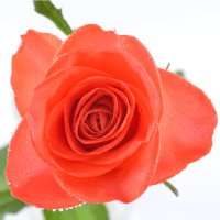 Букет Помаранчеві троянди Еланец
														