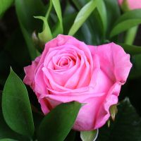 Букет 7 рожевих троянд Рехобот-Біч