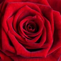 11 red roses Vilkovo