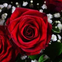 Розы з гипсофилой Верл