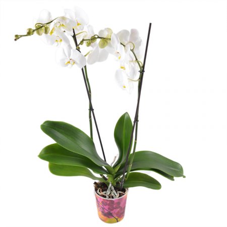 Букет квітів Біла орхідея Монте Карло