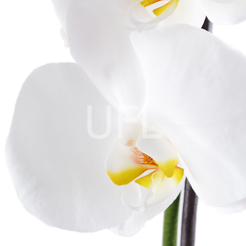  Bouquet White Orchid
                            