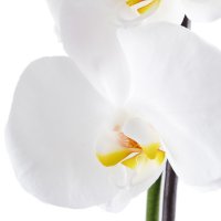 Букет квітів Біла орхідея Траунштейн