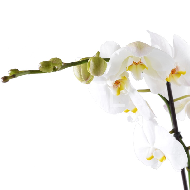 Букет квітів Біла орхідея Букет квітів Біла орхідея