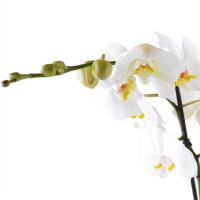 Букет квітів Біла орхідея Любашовка
