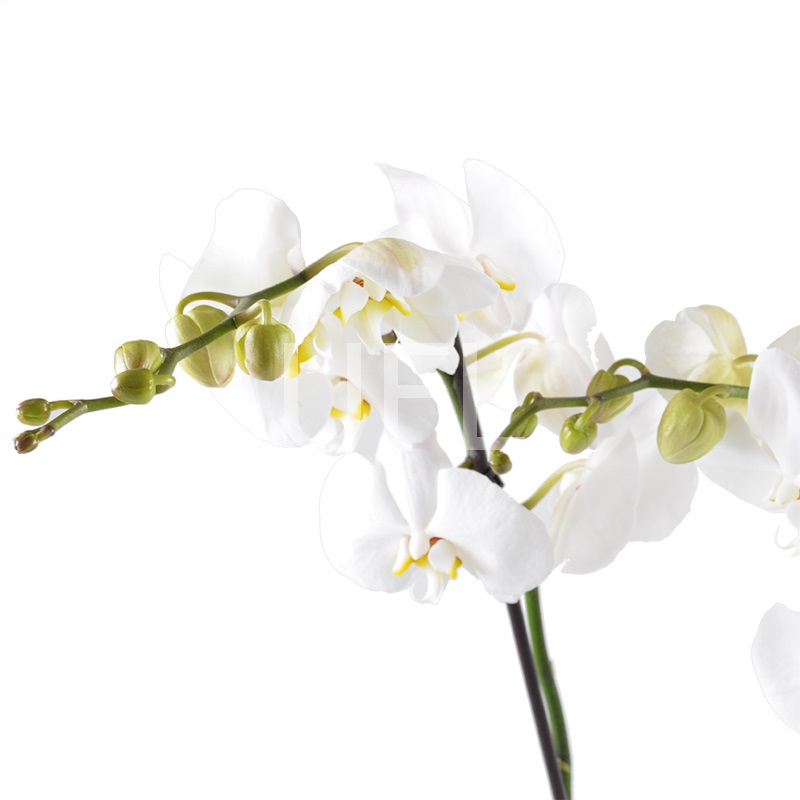  Bouquet White Orchid
                            
