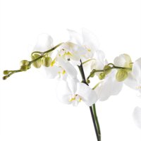 Букет квітів Біла орхідея Людвігсбург