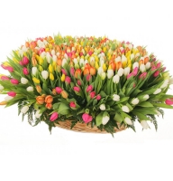  Bouquet 501 tulips Tbilisi
														