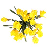  Bouquet 19 daffodils Mogilev
														