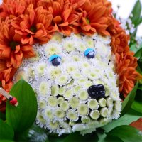  Bouquet Small hedgehog Grodno
														
