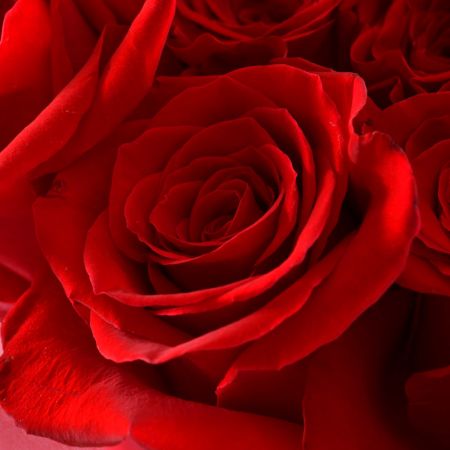 Букет цветов 25 красных роз