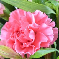 Bouquet Pink happiness Kedzierzyn-Kozle