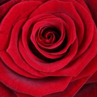 5 красных роз + Raffaello Херсон