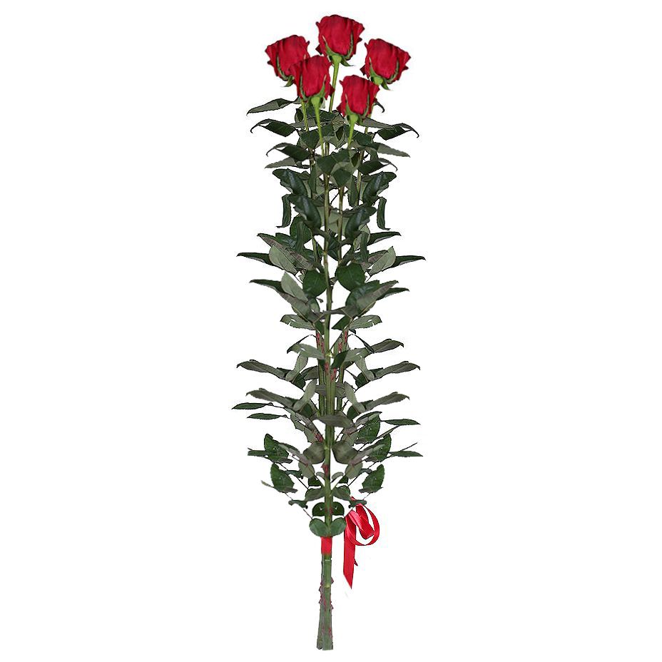 5 красных роз (90 см) 5 красных роз (90 см)