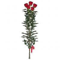 5 красных роз (1м) Алентон