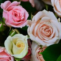 Pink and white (of shrub roses) Farnam