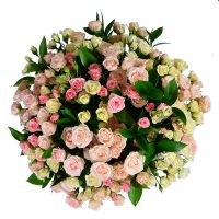 Pink and white (of shrub roses) Druzhba
