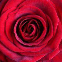 Букет 51 бордовая роза Пятихатки