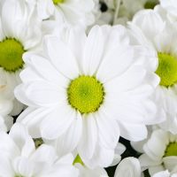 Букет квітів Ромашкове поле Сент-Еустаче