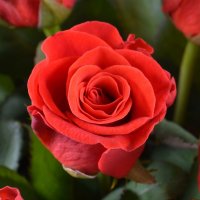 45 red roses Lethbridge